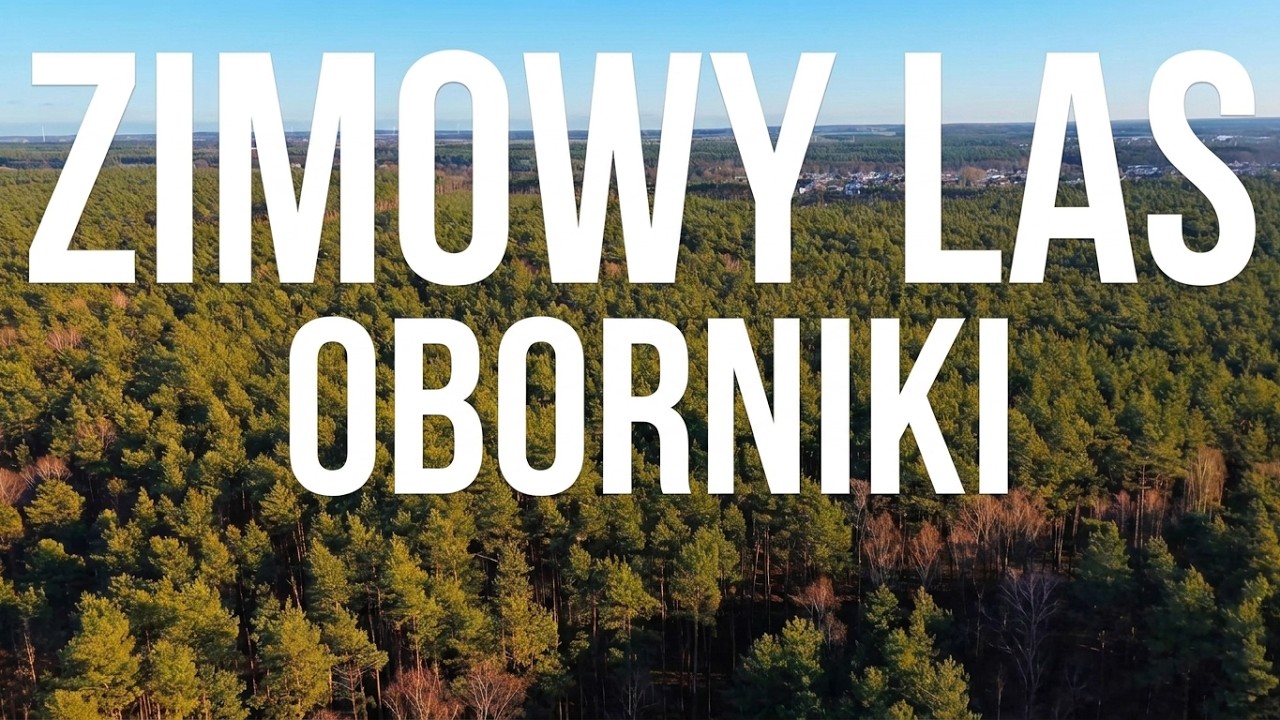 Las w Obornikach 28.12.2025