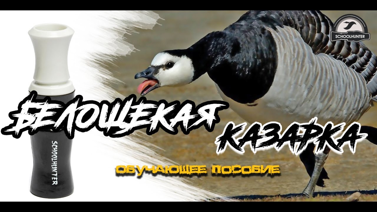 Как манить белощекую казарку. Какие виды звуковых команд применять.