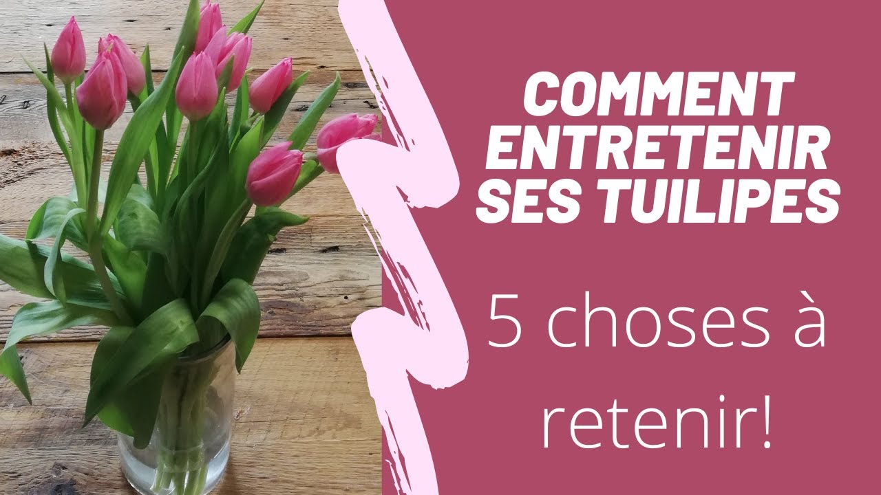 Comment entretenir ses tulipes