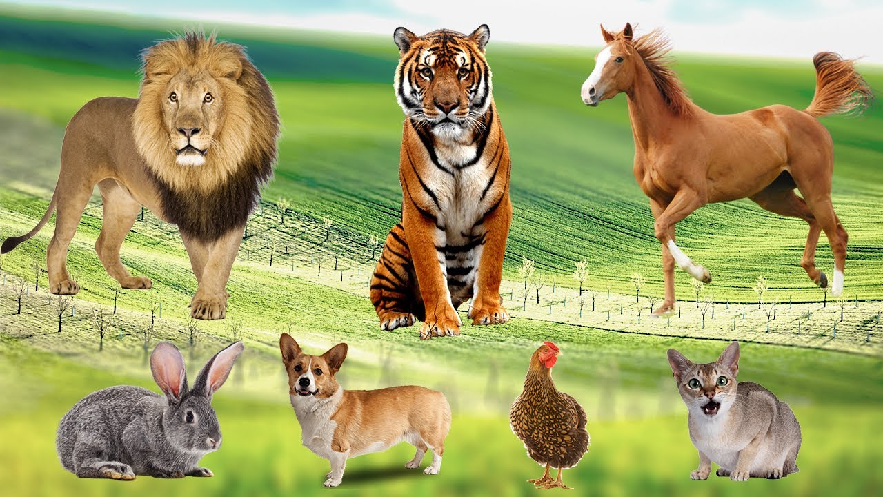 Compilation of Farm Animal Sounds: Cat, Chicken, Cow, Dog, Sheep, Rabbit, Duck &ndash; Farm Animal Video