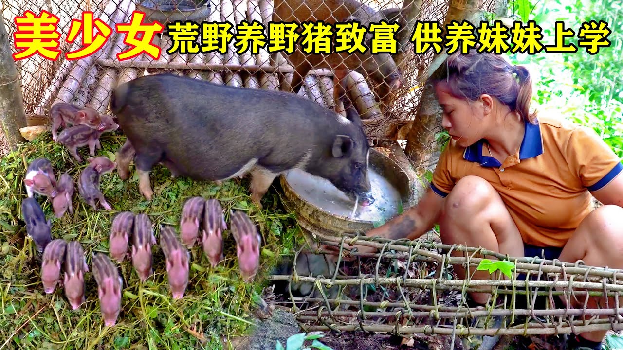 一次看爽之美女打野養家，為了妹妹上學，寶兒姐獨戰荒野，抓野豬、打豪豬、捕捉山鼠和山雞，馴養野豬，打下荒野一片天！