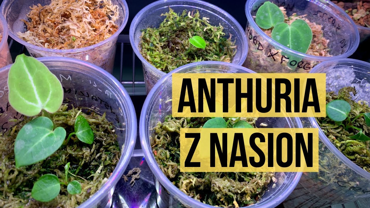 Anthuria z nasion. Jak uprawiać, gdzie kupować?