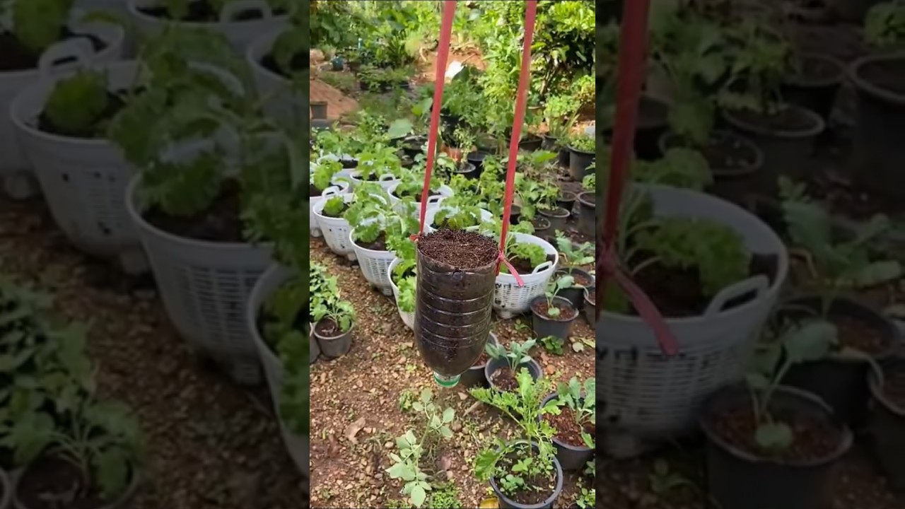 #plantingtips#growingvegetables#horticulturelife#balconyplanting