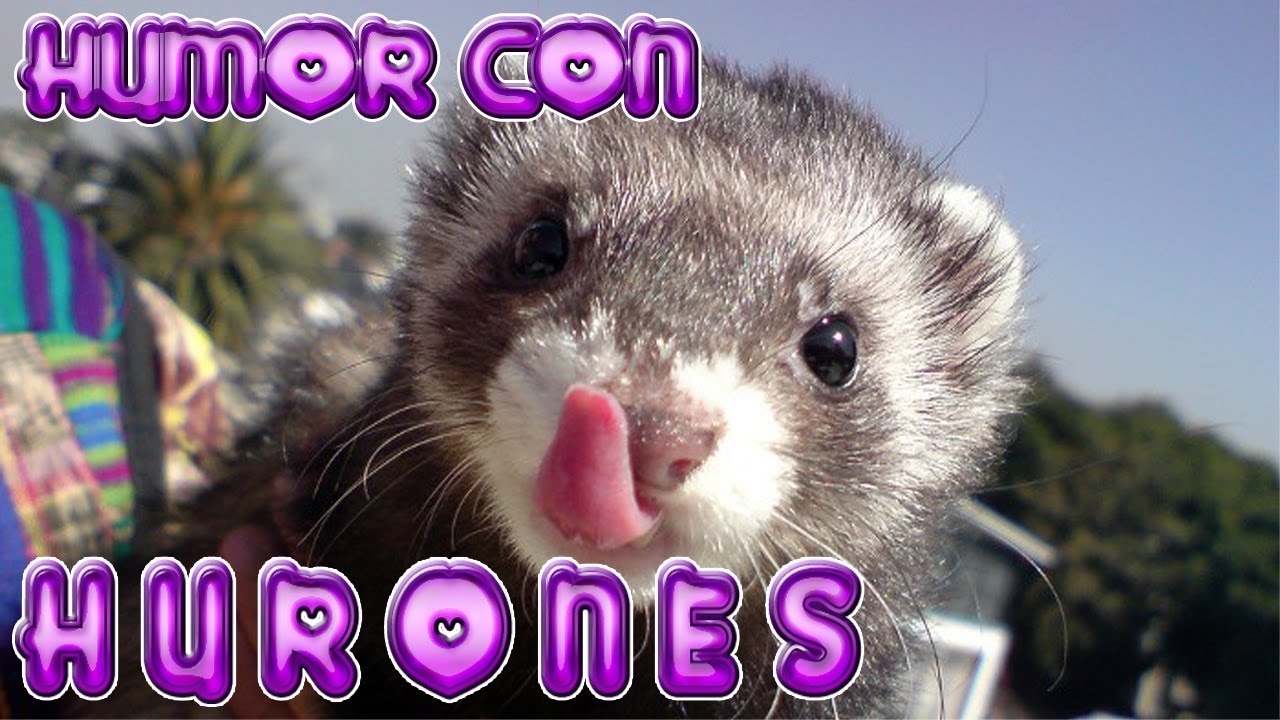 VIDEOS GRACIOSOS de ANIMALES los HURONES TIERNOS ANIMALITOS GRACIOSOS #hurones  #humor