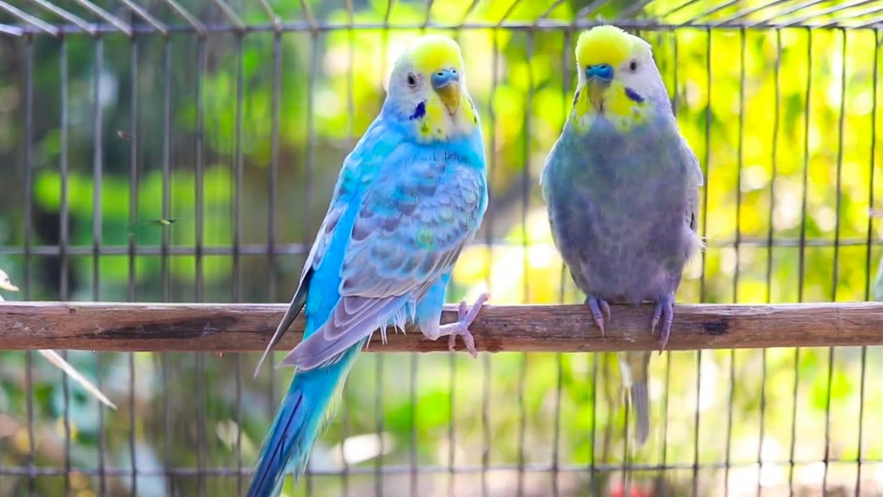 8 Hr Help Quiet Parakeets Sing by Playing This, Cute Budgies Chirping. Reduce Stress of lonely Bird