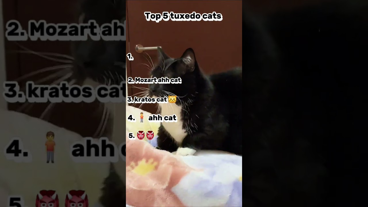 Top 5 tuxedo cats! 🐈&zwj;⬛️ #cats #funny #tuxedocat