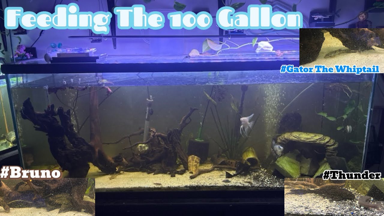 Feeding The Big Tank! #fishfeeding #fish #pleco #rhino #whiptail #viral #pnw #fishkeeping #aquarium 