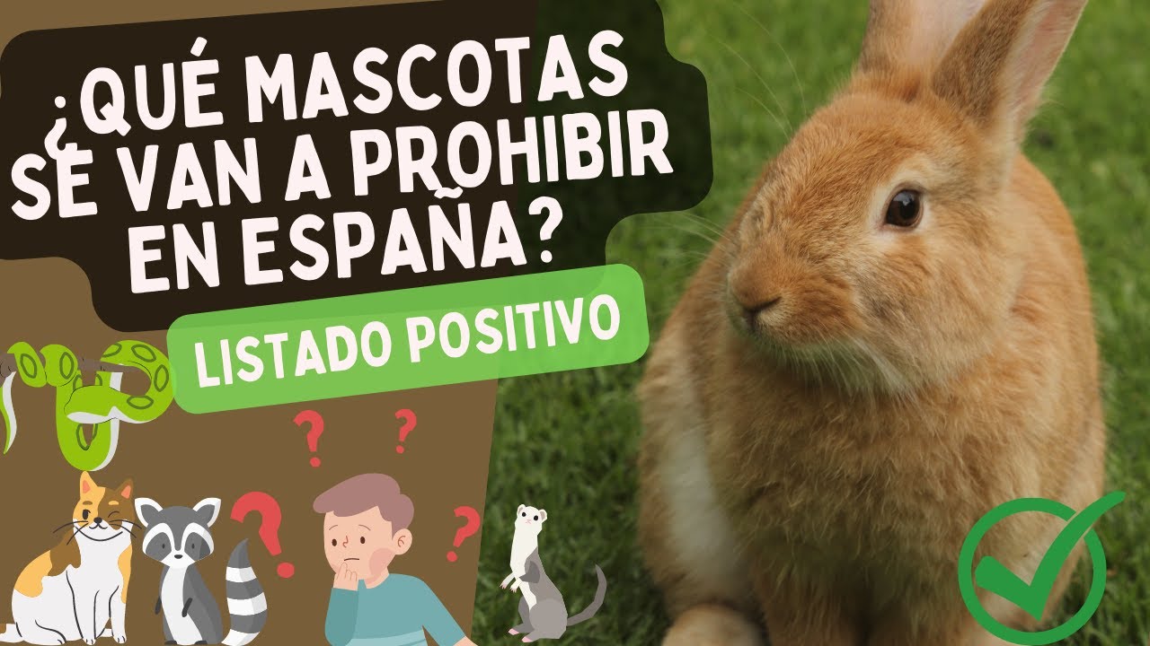 Los animales que va a PROHIBIR la Ley de Protecci&oacute;n Animal | LISTADO POSITIVO: &iquest;qu&eacute; sabemos?