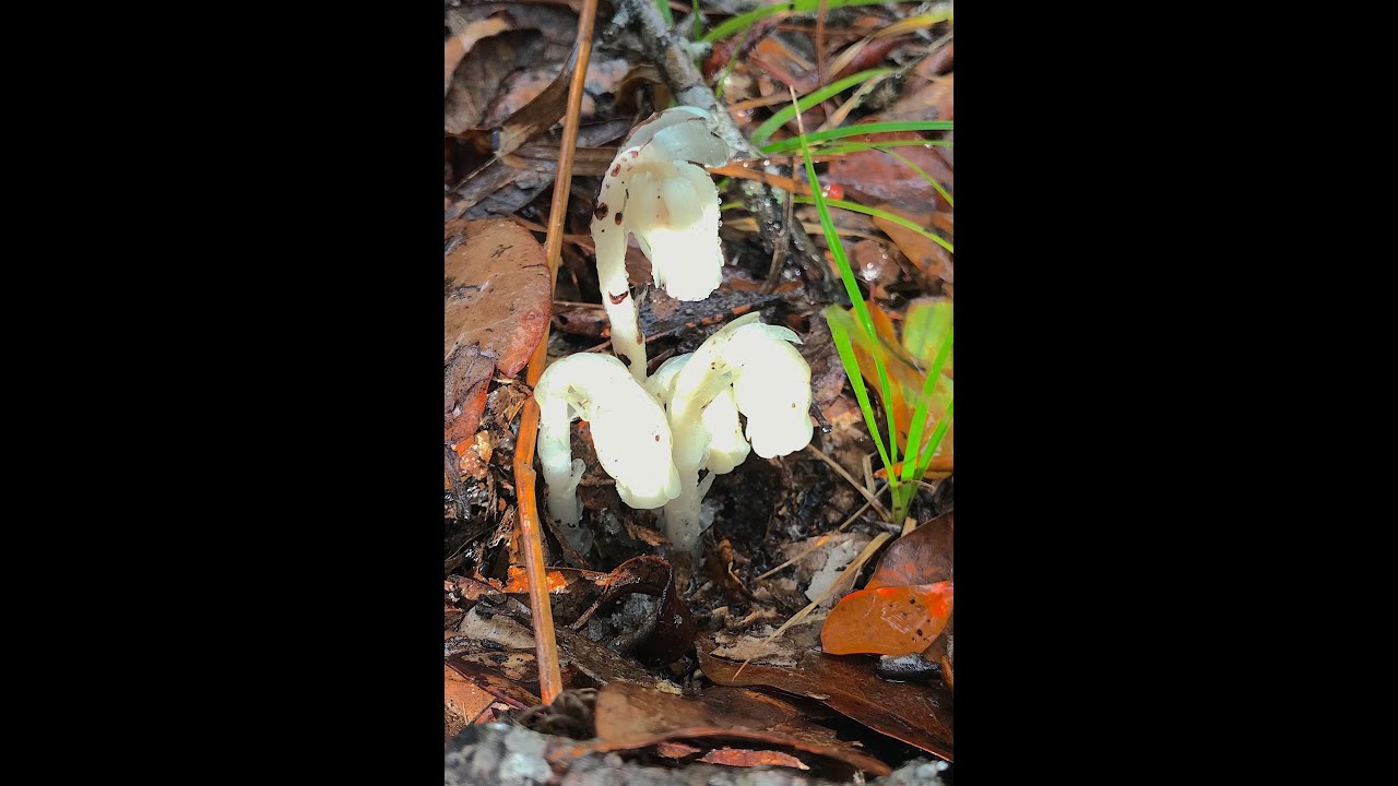 EatTheWeeds: Episode 159: Ghost Pipes