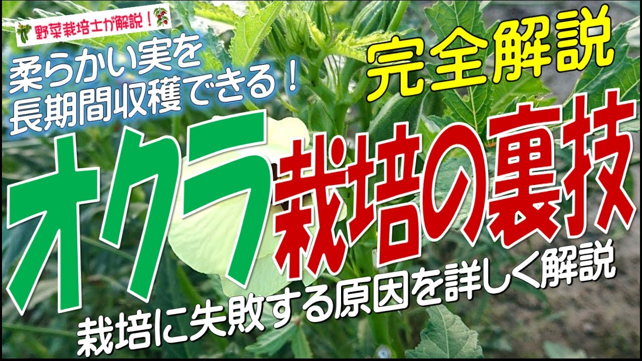 オクラ栽培の裏技（柔らかい実が秋まで収穫できる！失敗する原因を詳しく解説）