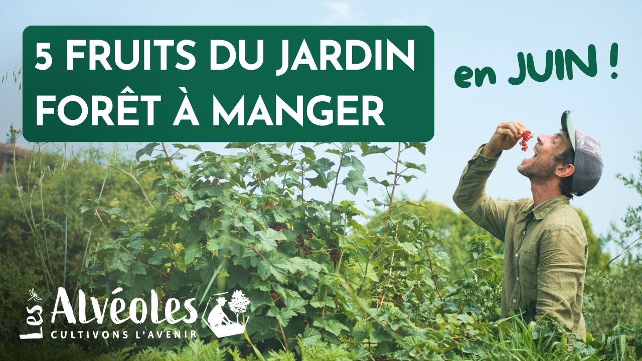 5 Fruits du Jardin Forêt à manger en juin aux Alvéoles