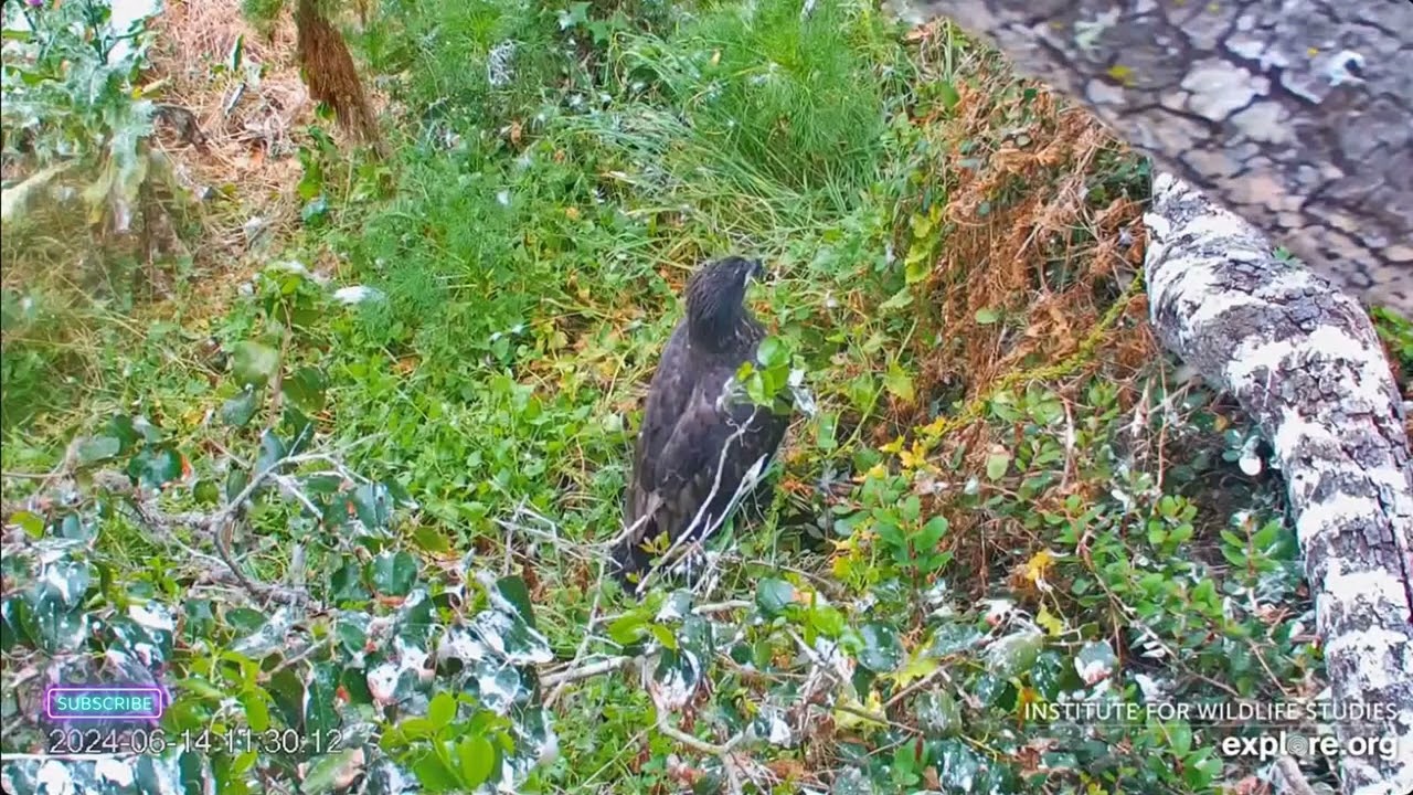 📢 Fludged Eaglet Overboard - Fraser Point Nest of Cruz, Andor, Manini & Reign (6/14)