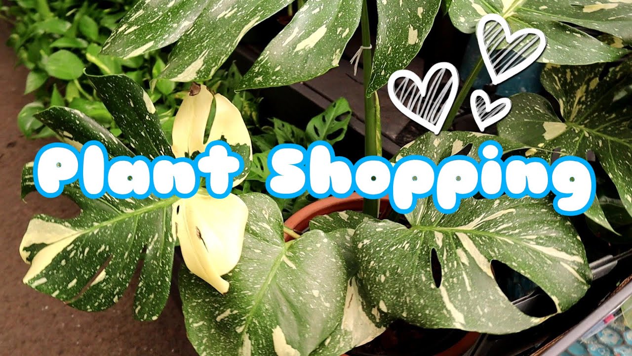Plant Shopping At Pike Nursery Plant Shopping & Haul
