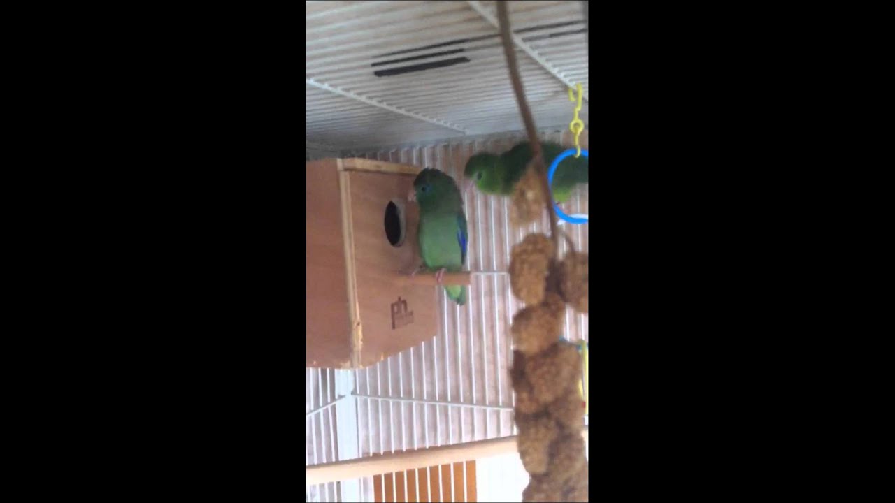 Spectacled parrotlet