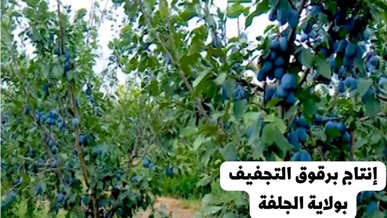 مستثمر جزائري يحول أراضي قاحلة الى حقول لإنتاج برقوق التجفيف (الطاجين) عن طريق الزراعة المكثفة .