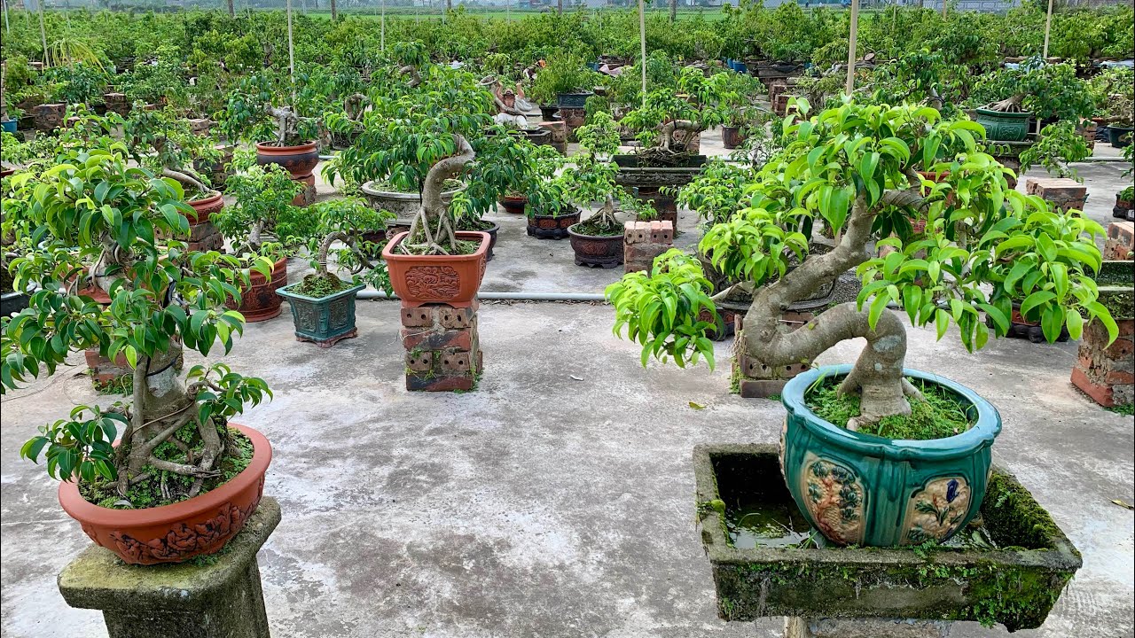 Báo giá sanh đầu năm hoàn thiện tại vườn sản xuất 1/3_0825780998