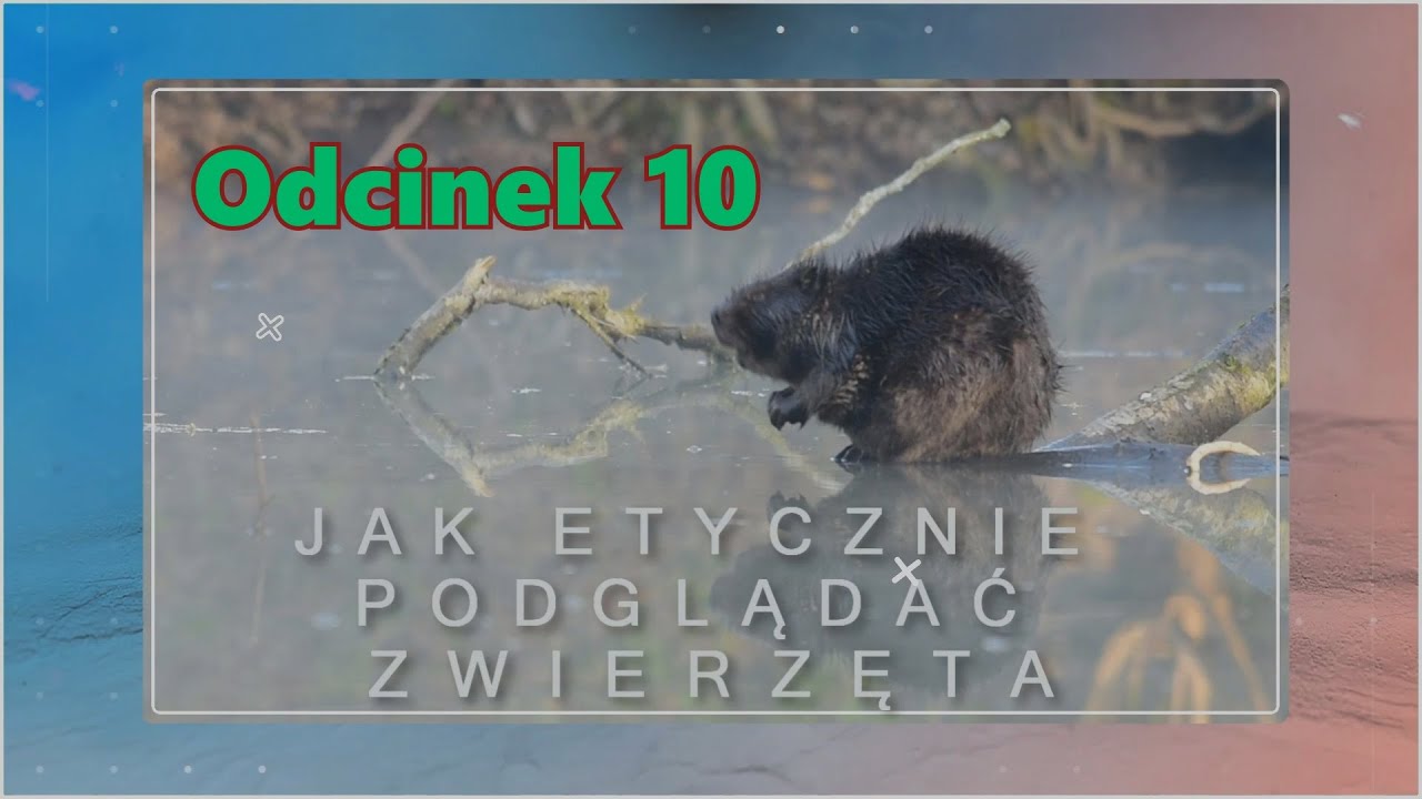 Jak etycznie fotografować i podglądać zwierzęta