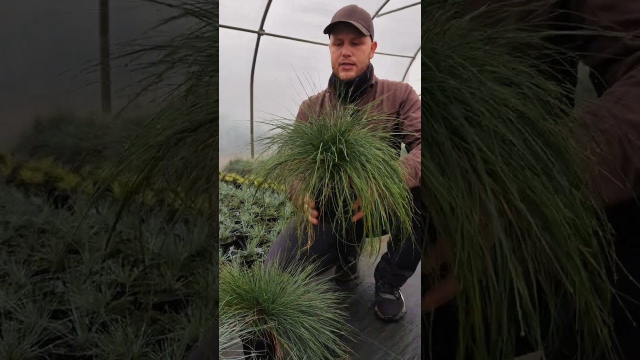 🌾 Kostrzewy – trawy ozdobne idealne na suche stanowiska