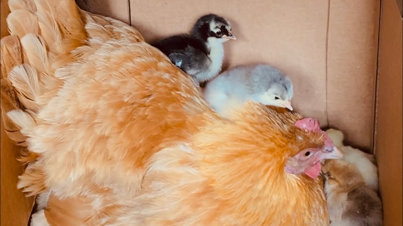 How we got our Broody Hen to Adopt Baby Chicks that we bought From My Pet Chicken!!!