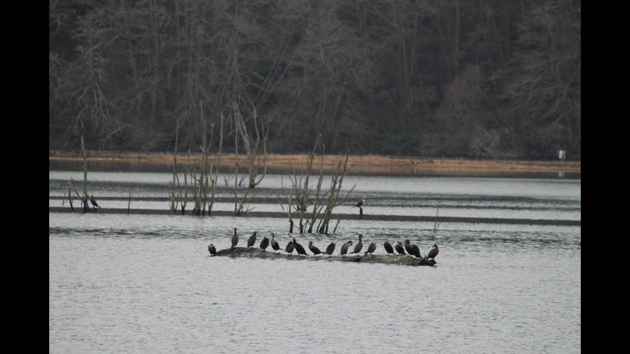 Birds and walk at Billy Frank Jr Nisqually National Wildlife Refuge, Olympia, WA | NWR in Washington
