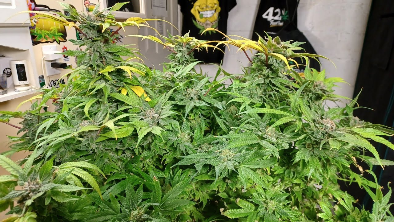 Bubble Bomb, Bomb Seeds harvest day Unit Farm UF4000 grow medical marijuana