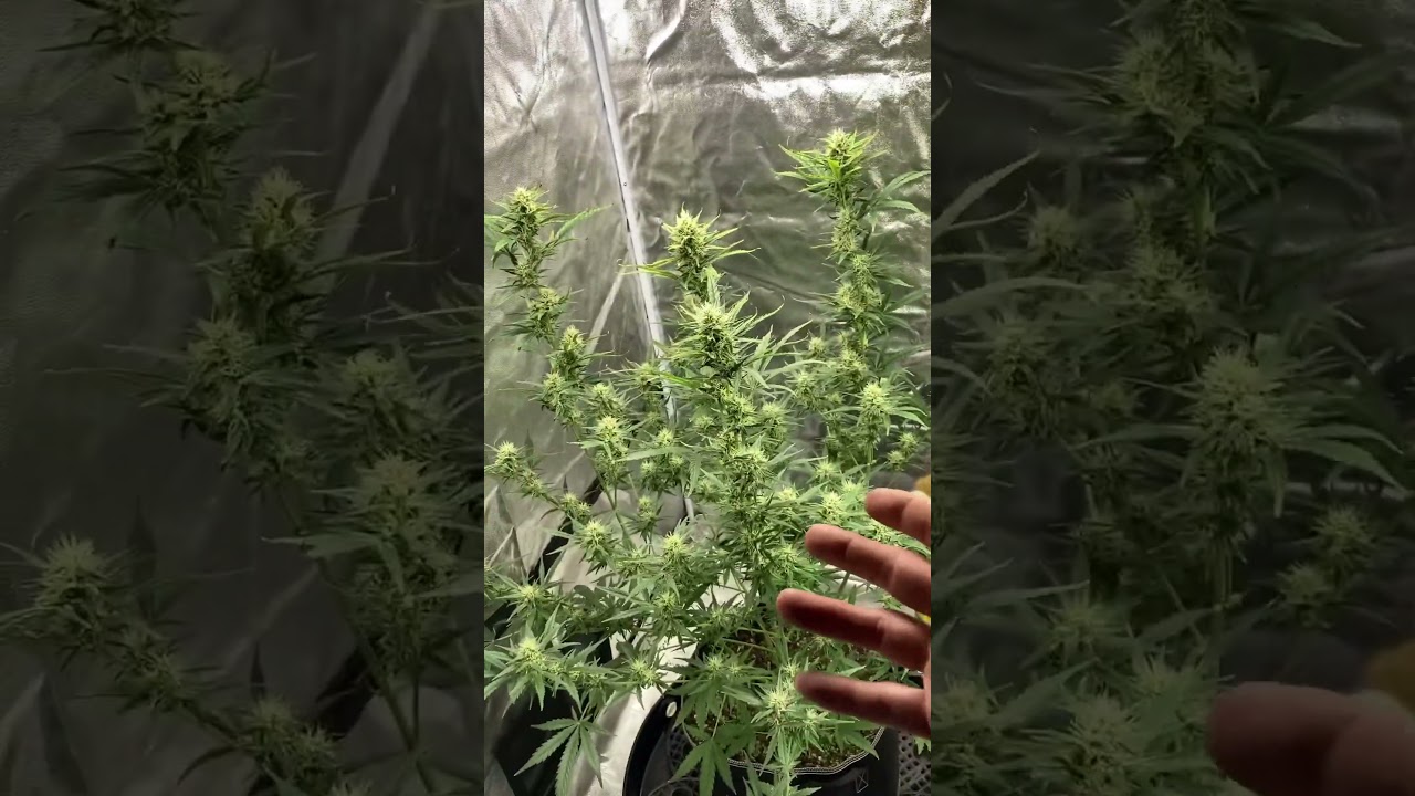 AutoFlower Problems