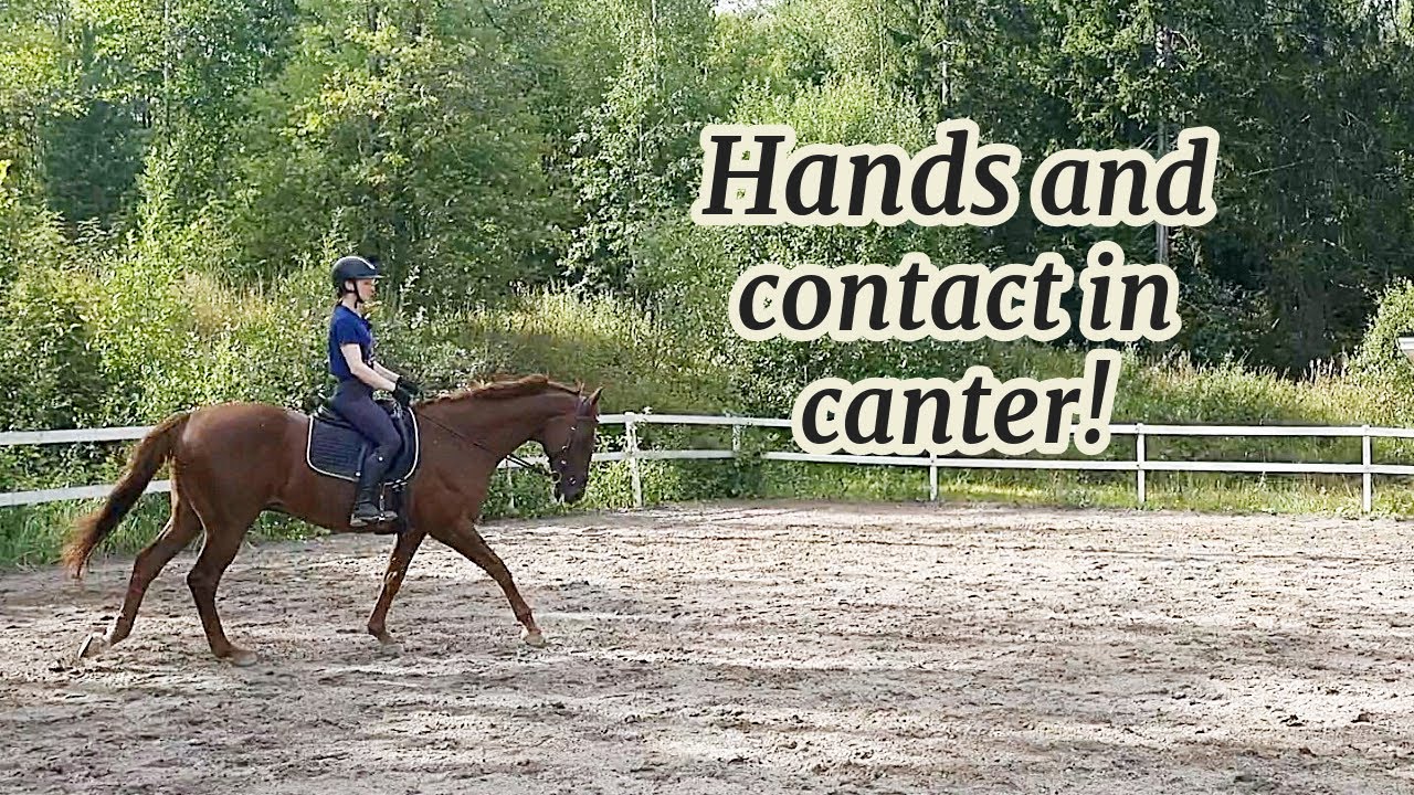 Hands and contact in canter! (horse riding)