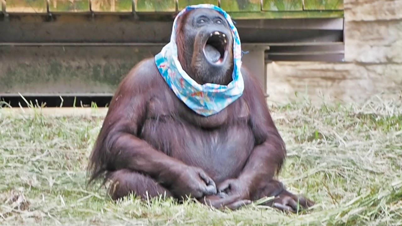 ジプシーさんのタスキ掛け・オランウータン
