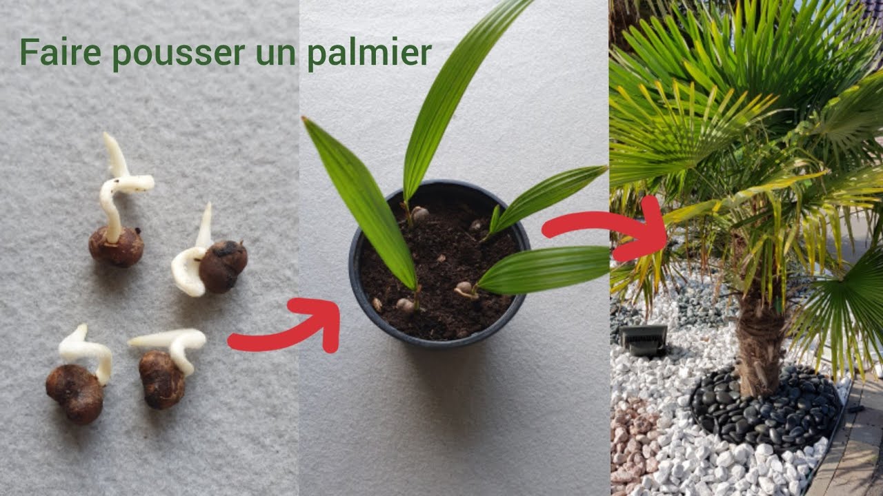 Comment obtenir un Palmier gratuitement ? ( Trachycarpus)