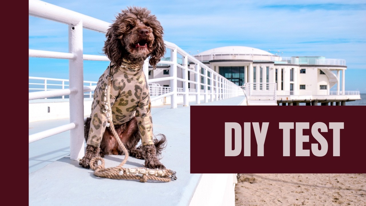 Mit Hund am Strand - Tau-Halsband & Leine im Einsatz (Hunde DIY Projekt) – Hunde Vlog 14