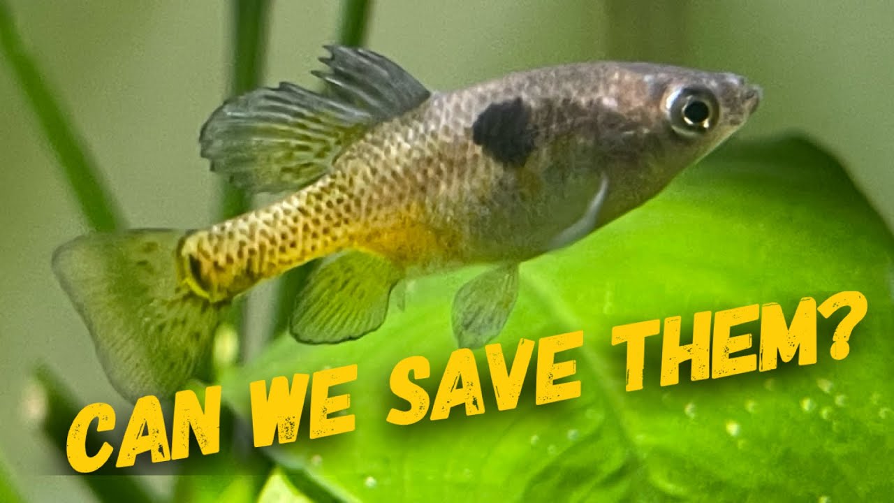 skiffia multipunctata C.A.R.E.S. Fish