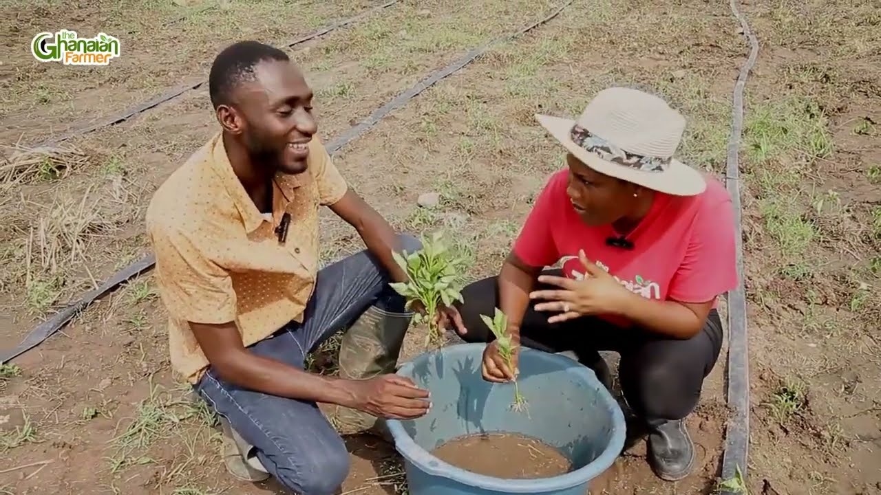 How To Start Your Small Farm | Beginners Guide To Make Your Bell Pepper Nursery Bed | 2024 Detailed