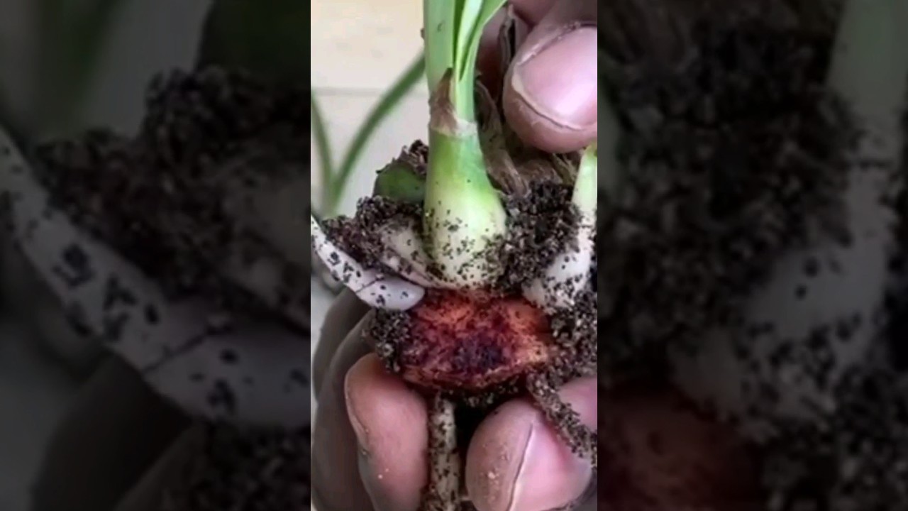 Amaryllis propagation #shorts #amaryllis