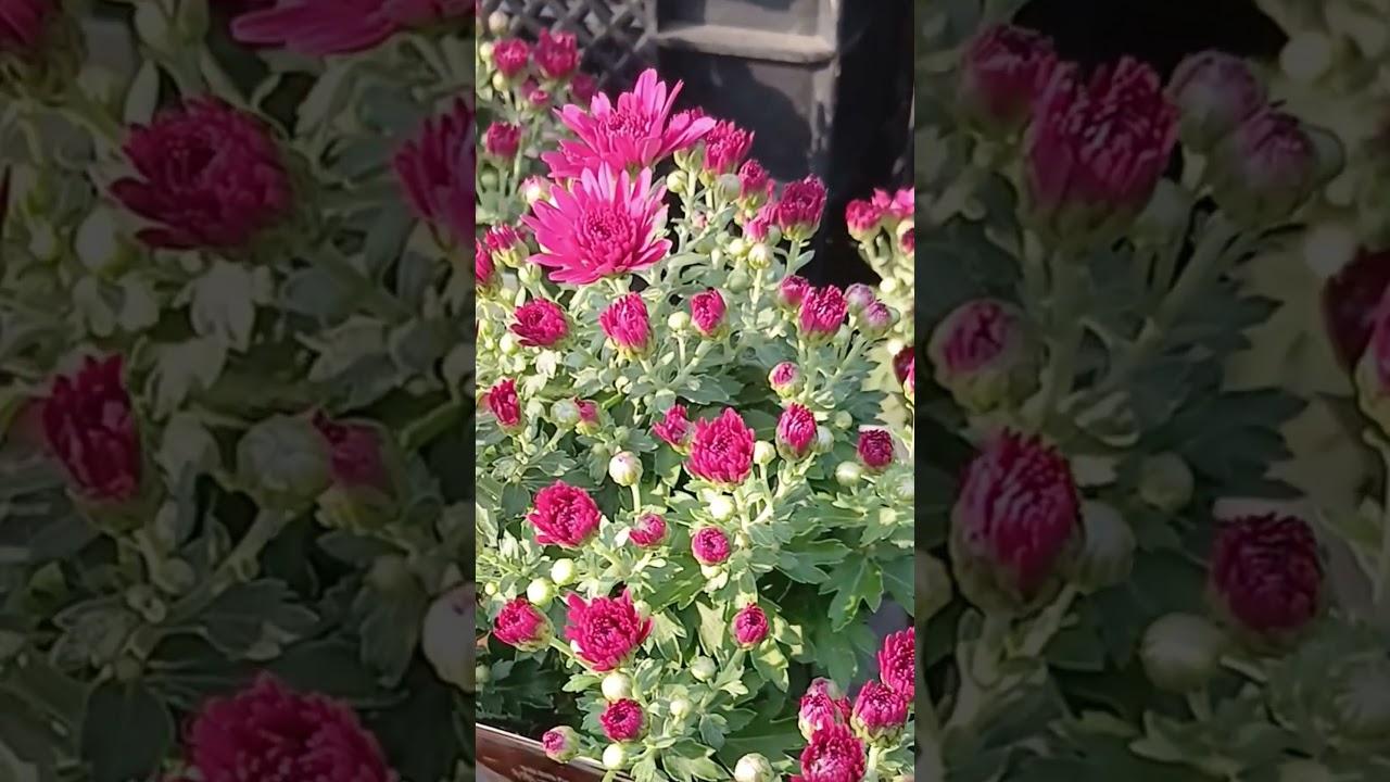 ガーデンマムパックス