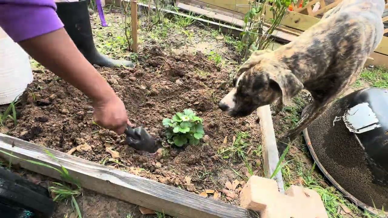 Grounding a Strawberry Plant