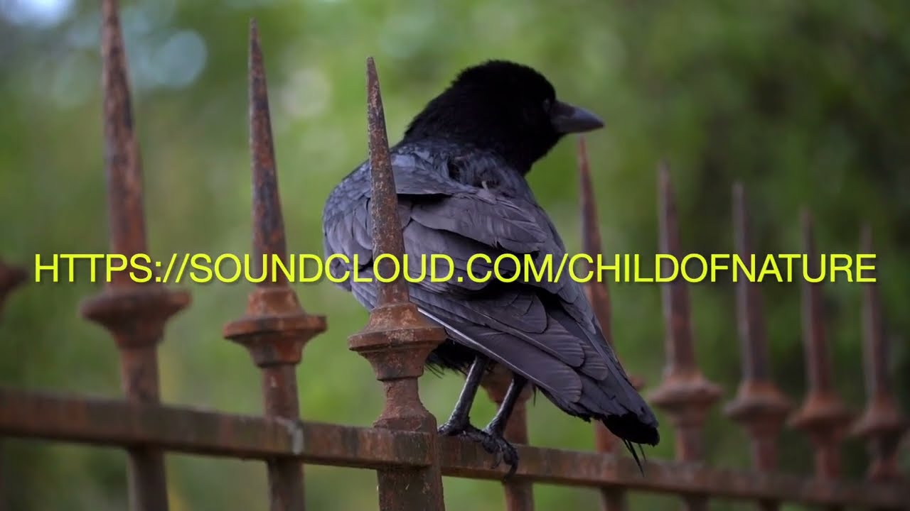 Secret Language of Birds (Remix 2026) by Child of Nature - Enlighten your inner child