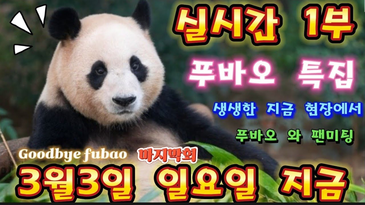 에버랜드 판다월드 2024년 3월 3일 일요일 지금 ☆굿바이 푸바오☆