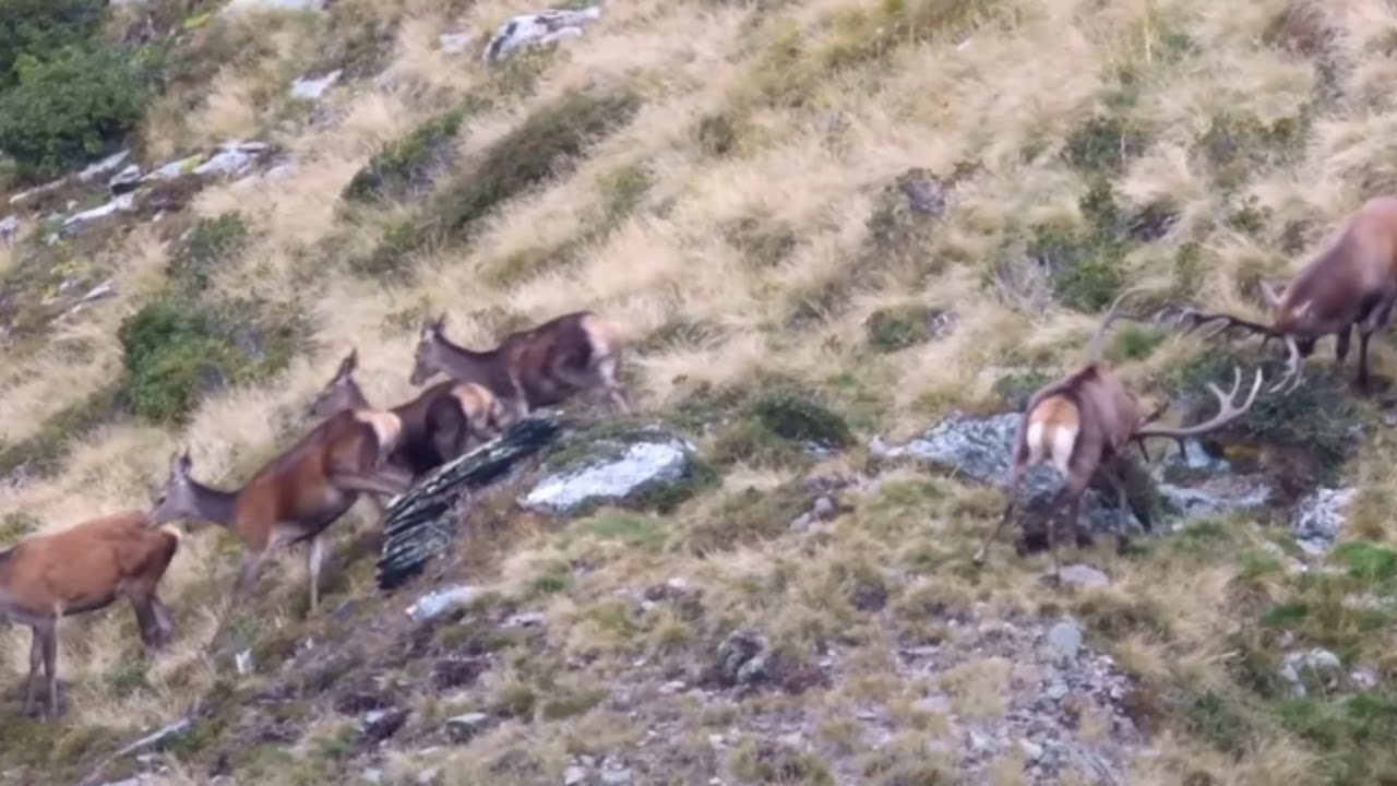 Hirschbrunft in den Alpen #4