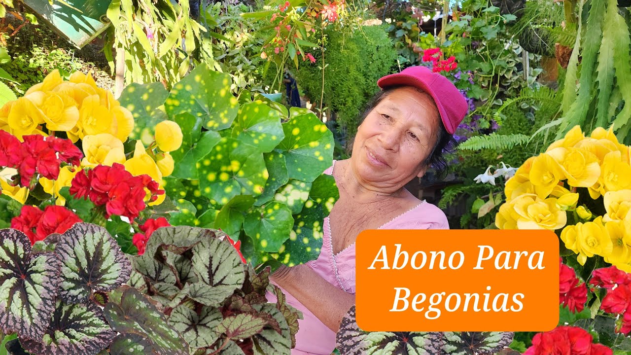 EL Mejor ABONO CASERO para tus BEGONIAS para hacerlas FLORECER todo El Tiempo