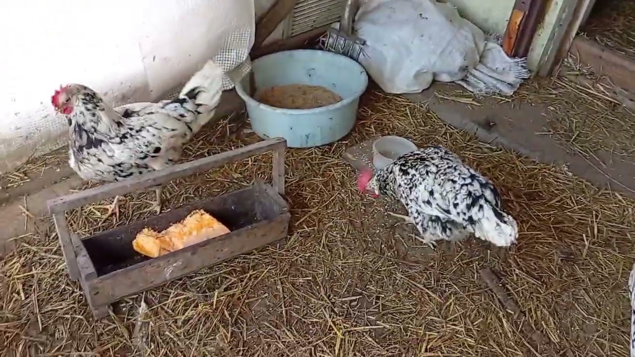 Весна пришла! Мои курочки и петушки.