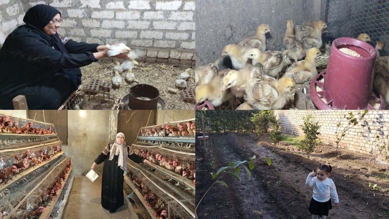 المختصر المفيد بدون وجع دماغ 🐥 الطريقة الصحيحة لتربية الطيور ☝️نوع العلف اسم الفراخ معياد تغير العلف