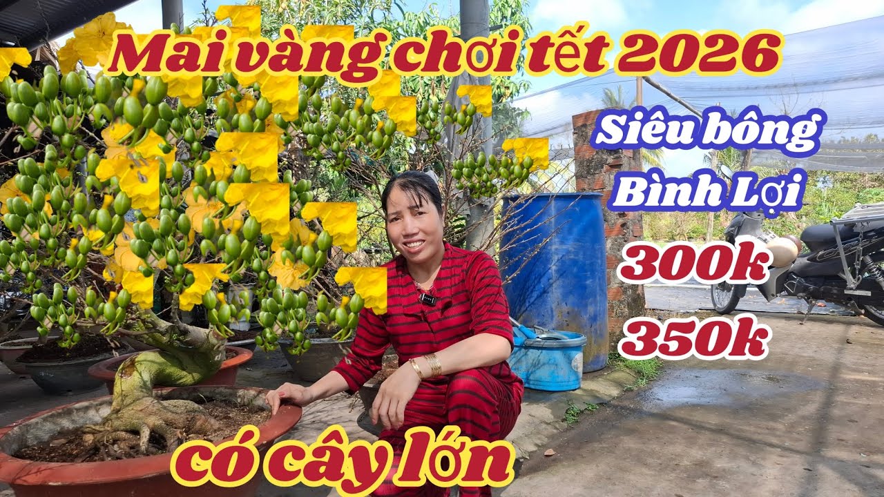 05/02/2026💥Mai vàng chơi tết 2026-siêu bông bình lợi ghép gốc Tứ quí 300k-350k 