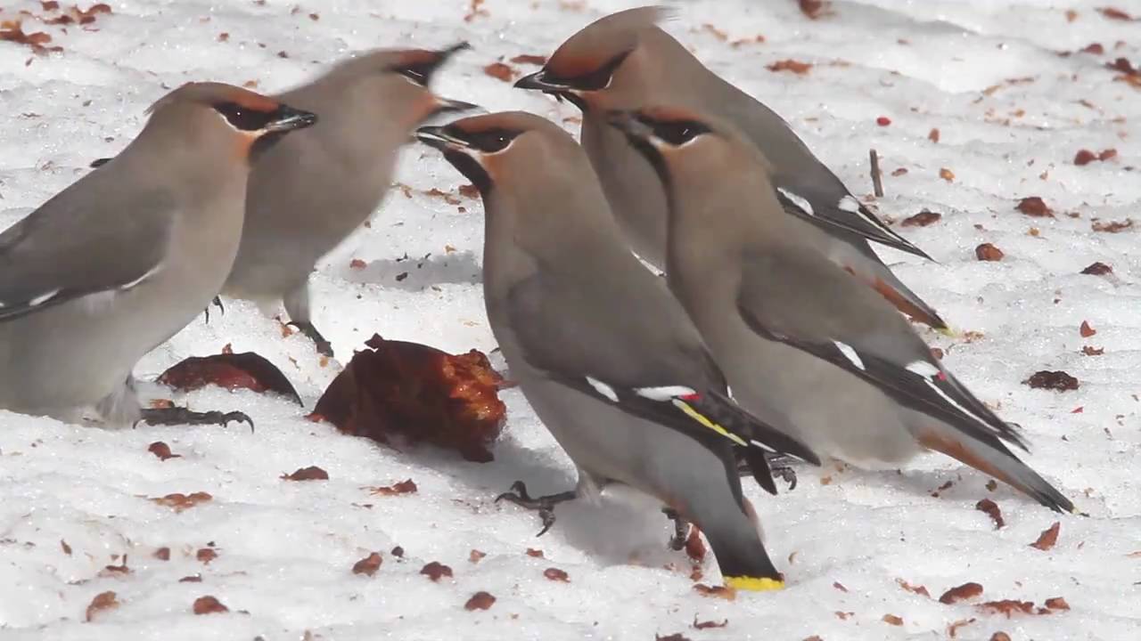 Bohemian Waxwings Eating Apples in Maine