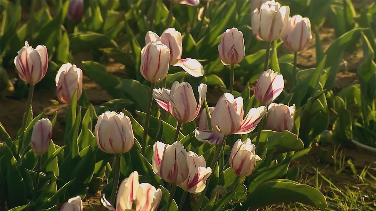 Texas Tulips (Texas Country Reporter)