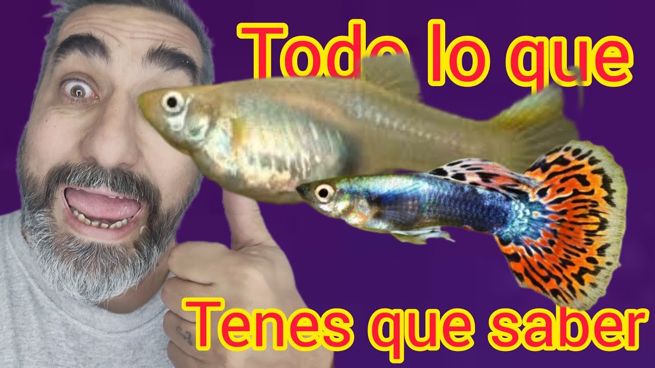 ficha tecnica pez guppy segun Bettaclubargentina