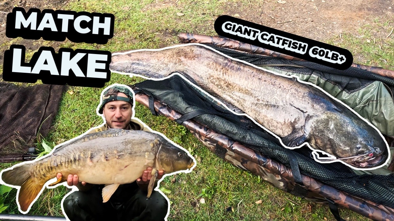 Carp Fishing at Match Lake – Big Carp and Bonus 60+LB Giant Catfish! #fishing