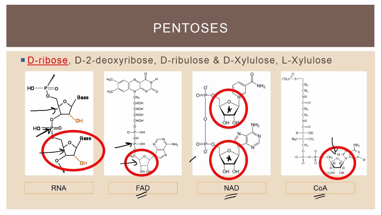11. Biologically important trioses, tetroses and pentoses (SOME)