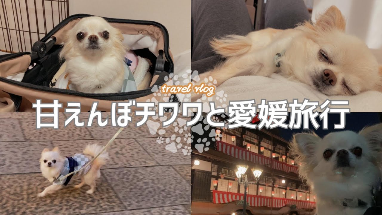チワワと旅行｜愛媛の犬同伴OKな旅館が最高すぎましたvlog