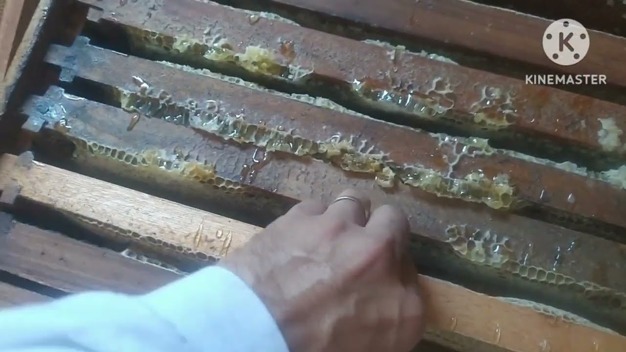Maior produção de mel, com oito quadros nas melgueiras.