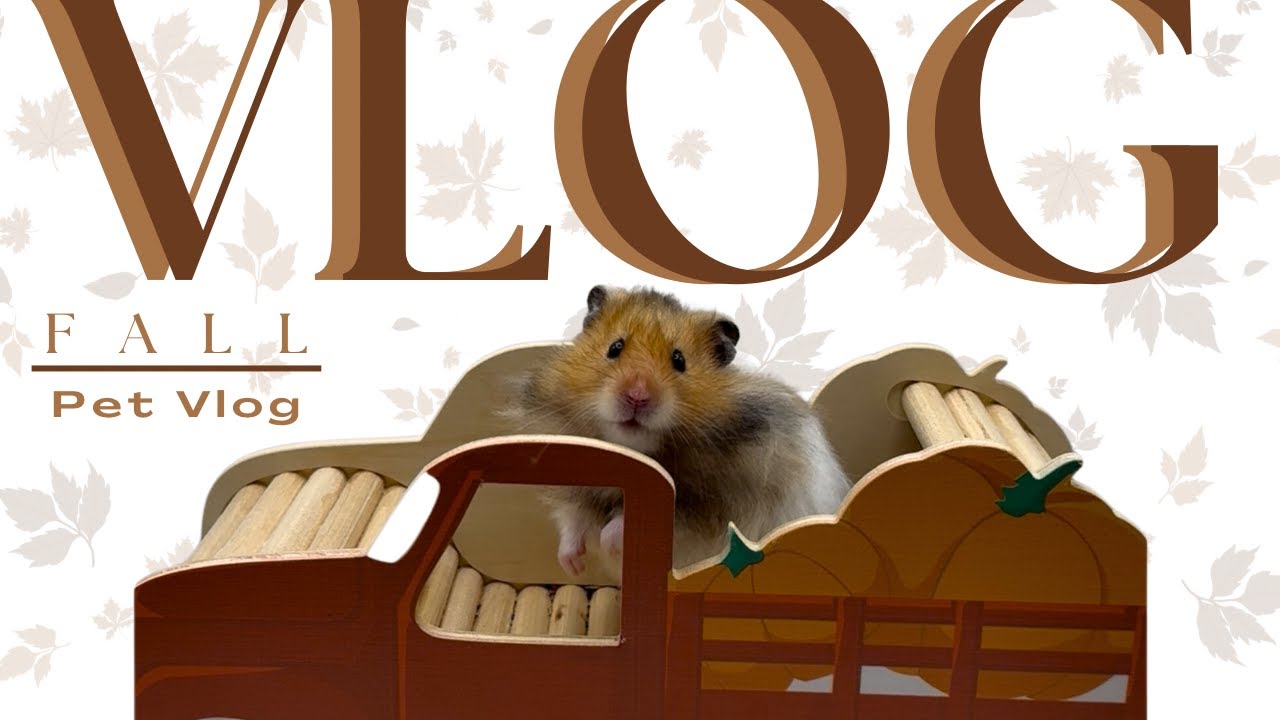 Fall Hamster Vlog | Pet Vlog